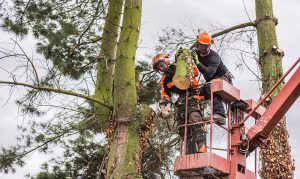 Tree Removal Services - GTA
