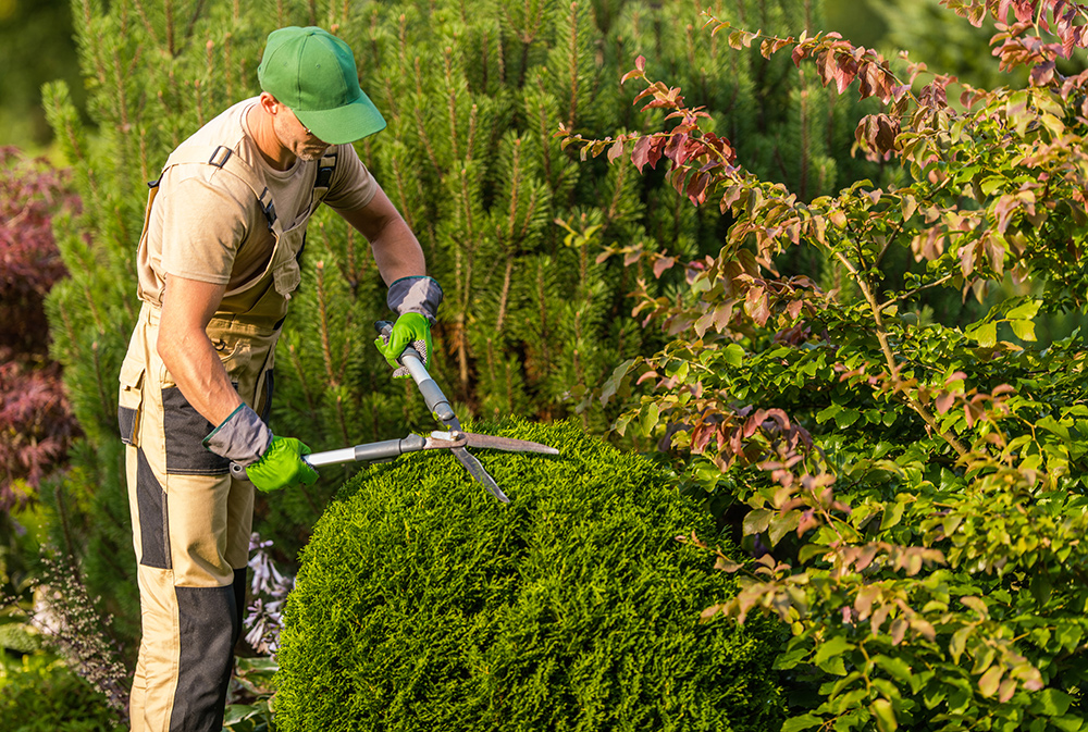 Hedge Trimming Services - GTA