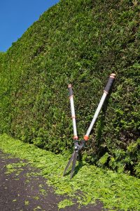 Hedge Trimming - GTA