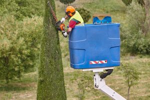 Tree Cutting & Removal - GTA