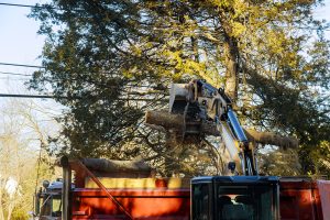 Tree Removal Services for Hire - GTA