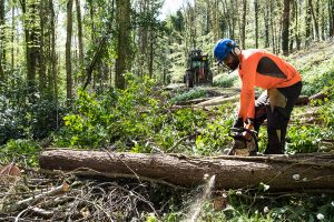 Tree Removal Services for Hire - GTA