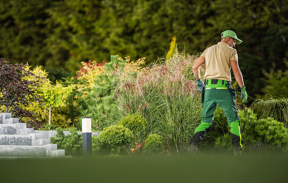 Lawn Care Maintenance Services - GTA