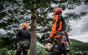 Tree Removal Services for Hire - GTA