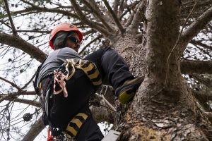 Tree Removal Services - GTA