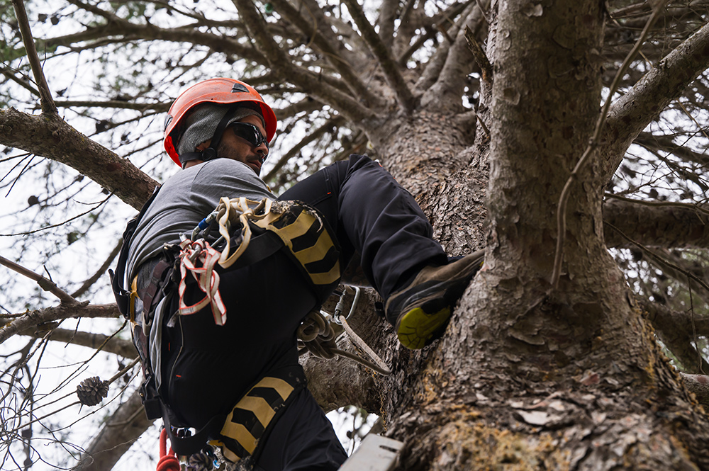 Tree Removal Services - GTA