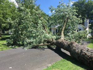 Storm Damage Tree Care